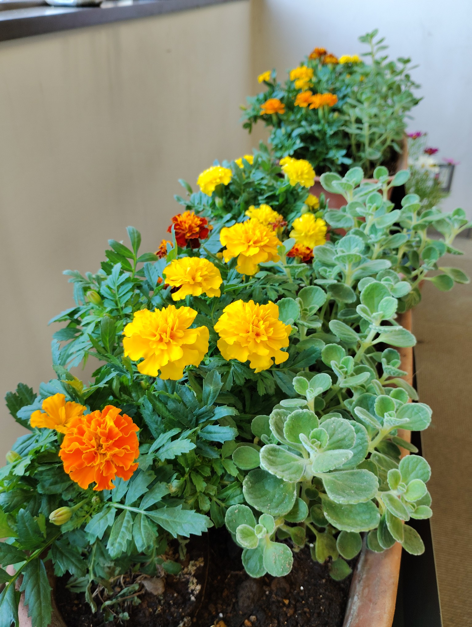 お花通信